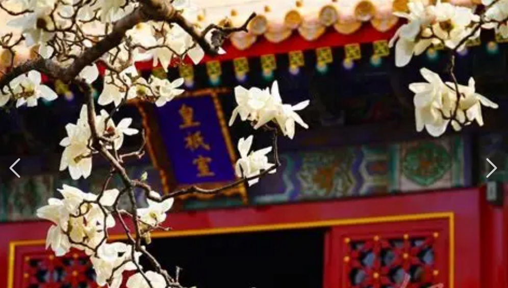 宫墙上花盛开